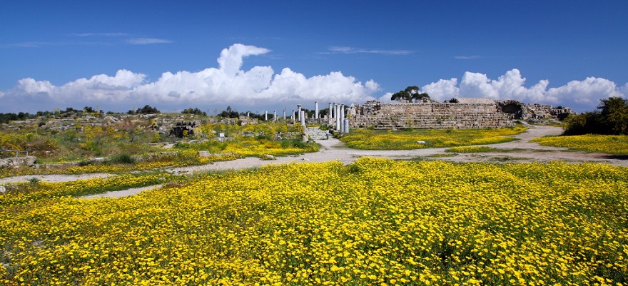 サラミス遺跡の野花