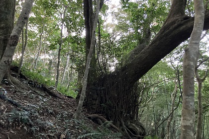 巨樹の森