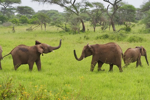 ビッグ５ーアフリカゾウ
