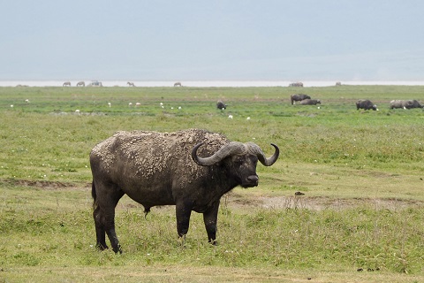 ビッグ５ーアフリカゾウ