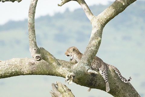 ビッグ５ーヒョウ