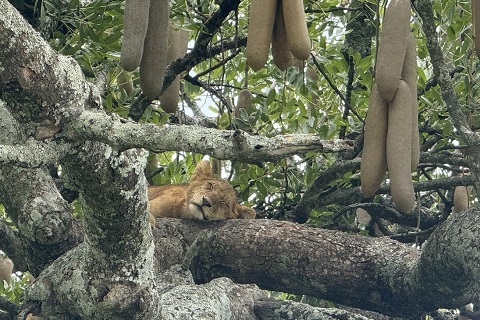 ビッグ５ーヒョウ