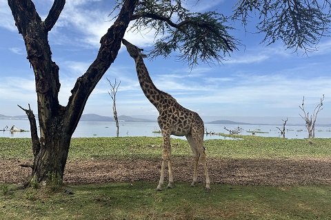 ウォーキングサファリ