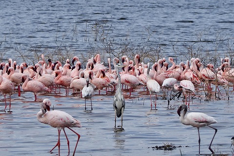 ナクル湖のフラミンゴ