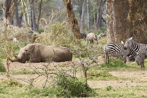 ビッグ５ーシロサイ