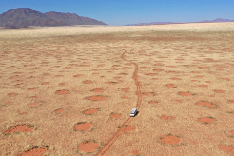 コカブーンの森