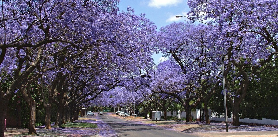プレトリアのジャカランダ