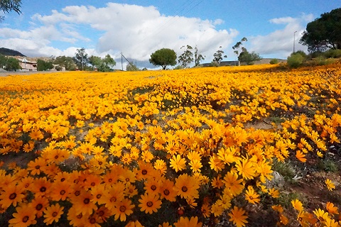 ワイルドフラワー