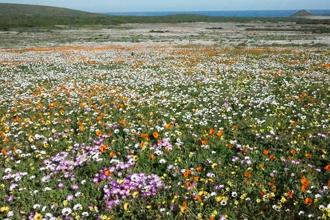 ワイルドフラワー