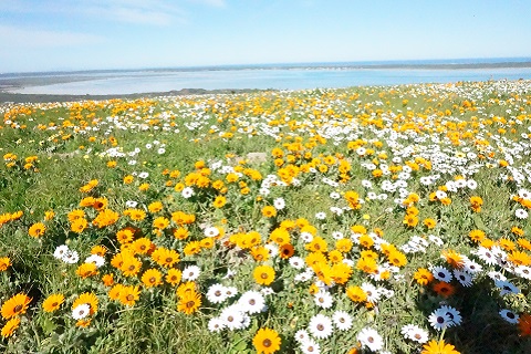 ワイルドフラワー