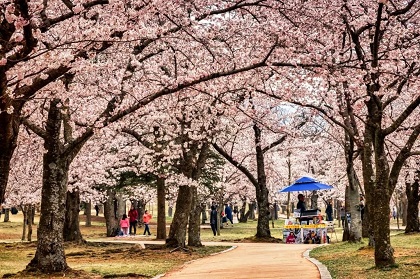 仏国寺周辺の桜