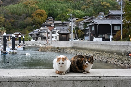 真鍋島の猫