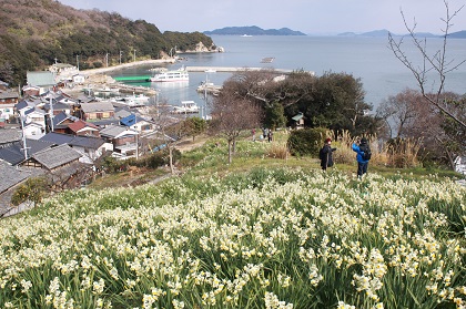 六島水仙遊歩道