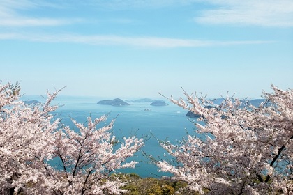 紫雲出山の桜