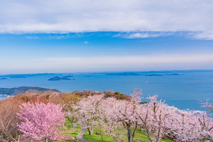 紫雲出山の桜