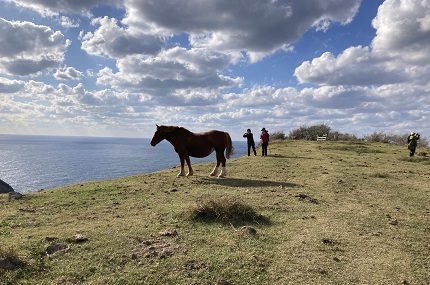 摩天崖に放牧されている馬