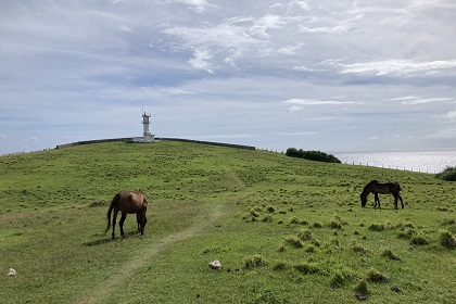 東崎（アガリザキ）の与那国馬