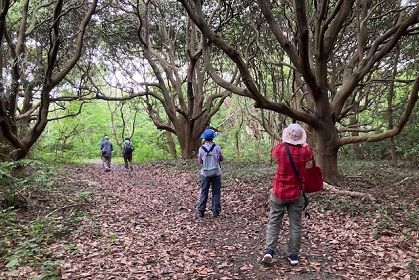 鼻戸崎の巨木の森ウォーキング