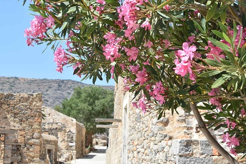 西洋キョウチクトウ