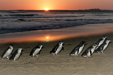 フリーマントル