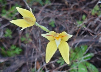 カウスリップオーキッド