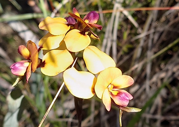 ドンキー・オーキッド