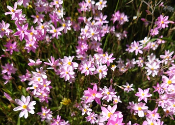 エバーラスティング