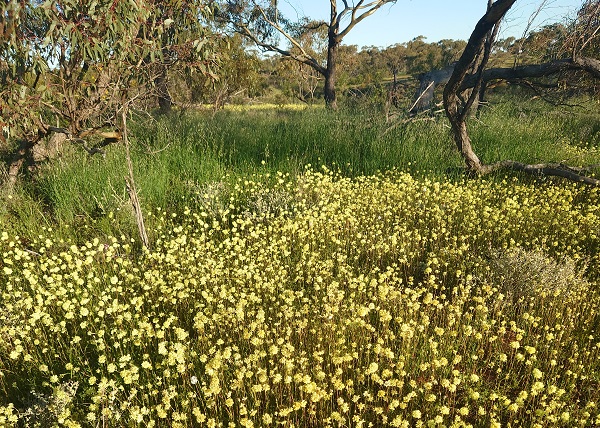 エバーラスティング