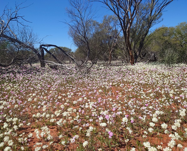 エバーラスティング