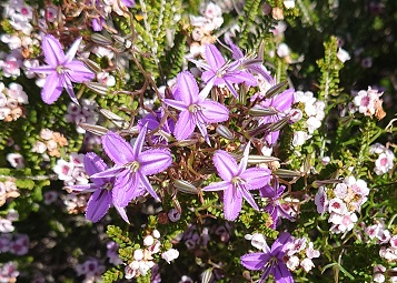 フリンジドリリー