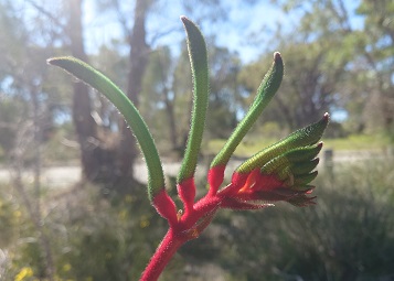 カンガルーポー