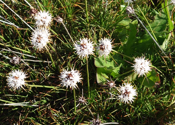 パイナップル・ブッシュ