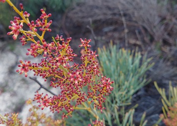 スモークブッシュ