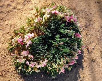 リースフラワー