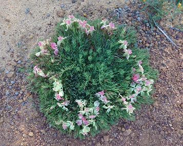 リースフラワー