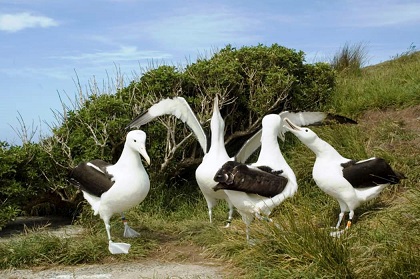アホウドリ