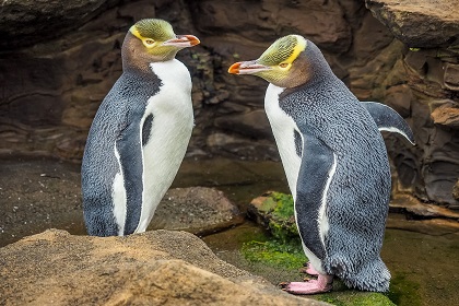 イエロー・アイド・ペンギン