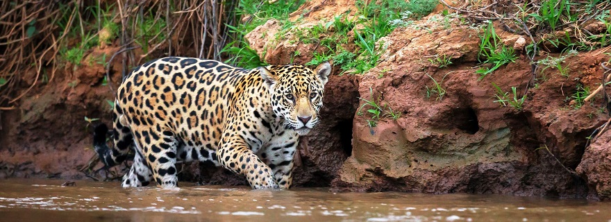 ジャガー