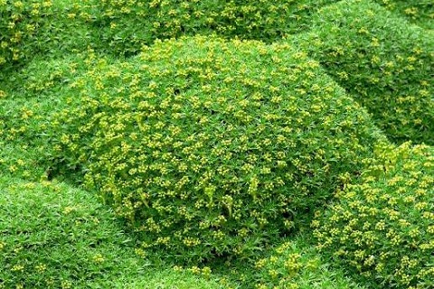 巨大な緑の苔の塊のように育つ「ボラクス」