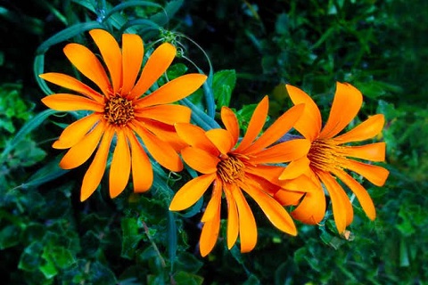 大ぶりのオレンジ色の花を咲かせる「ムティシア」