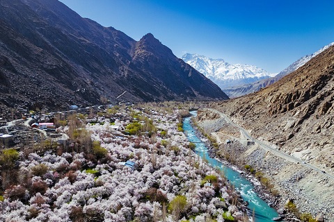 ラダックの杏の花