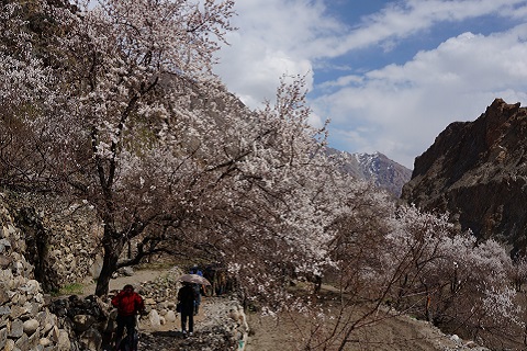杏の花の下を歩くお客様