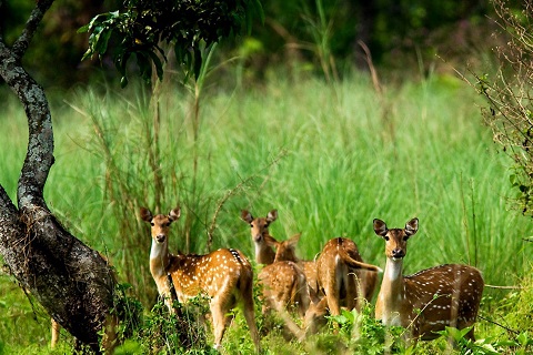 チトワン国立公園