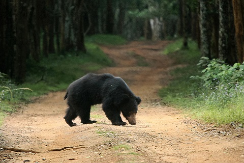 ナマケグマ