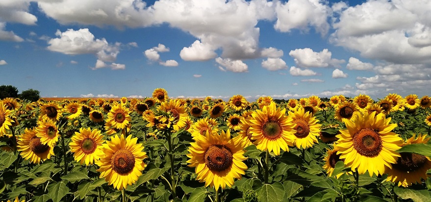 カルモナのひまわり畑