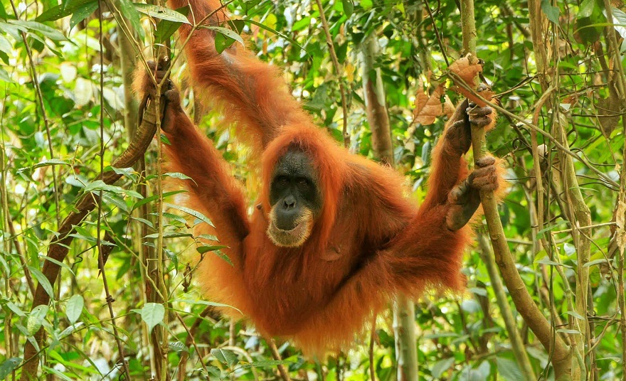 マウントルセルのオランウータン