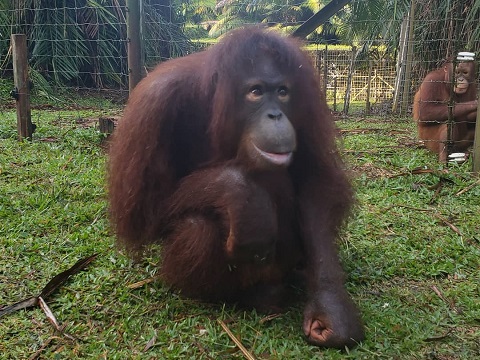 オランウータン保護島