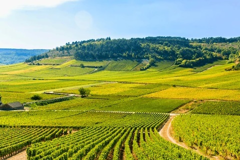 ボーヌのワイン畑