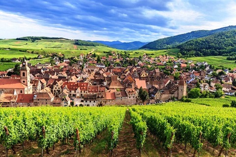 リクヴィールのワイン畑