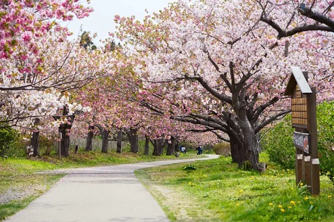 テレビ朝日さくら平和通り